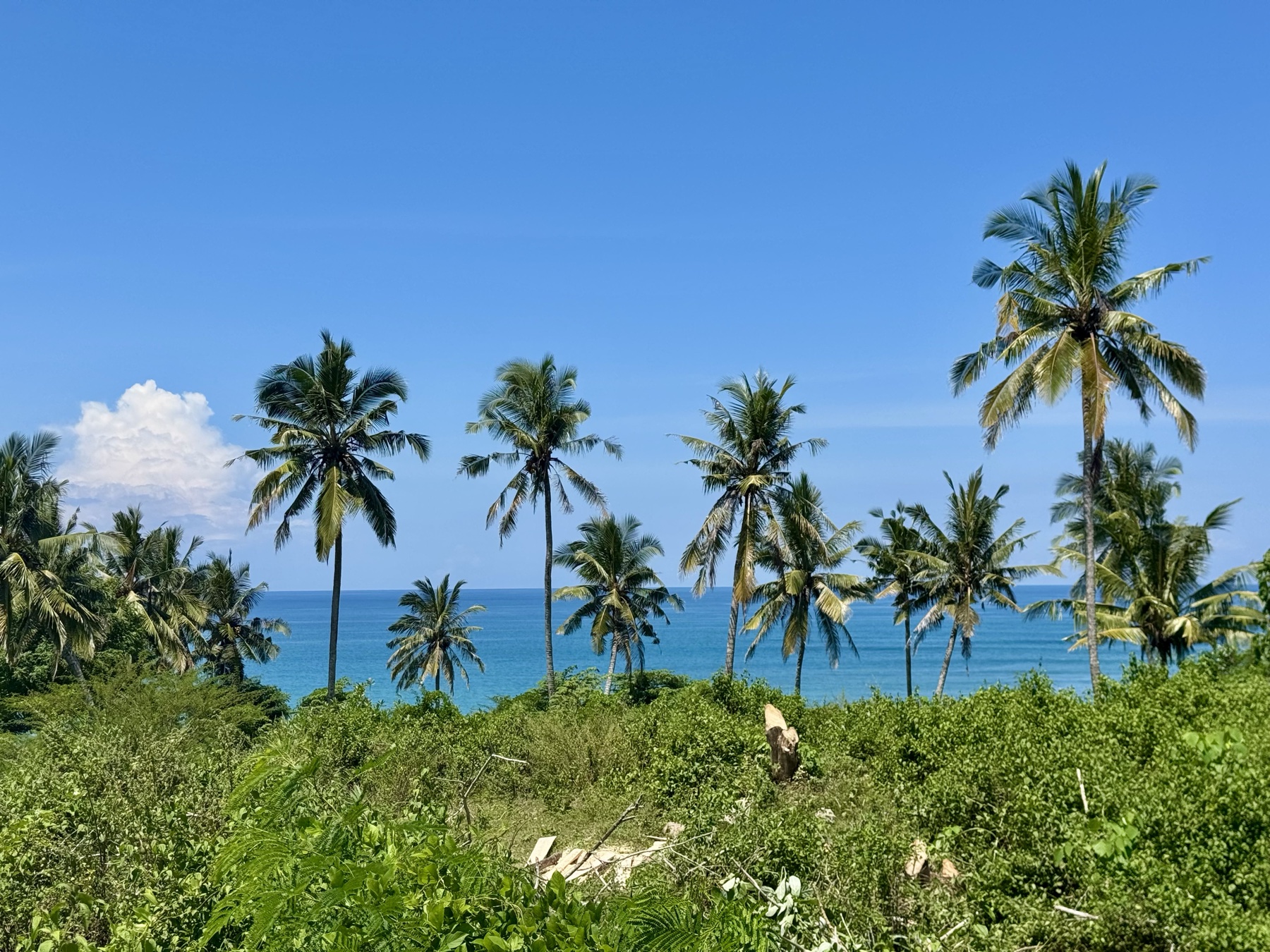 The Hill — wooded ridge, ocean horizon